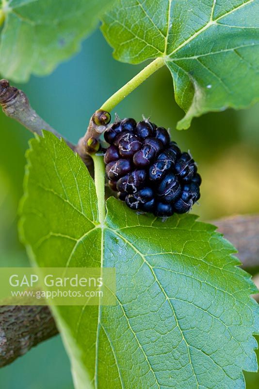 Morus Nigra - Black Mulberry