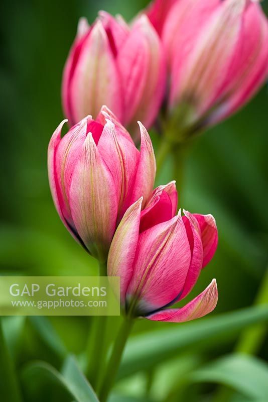 Tulipa  'Little Beauty'
