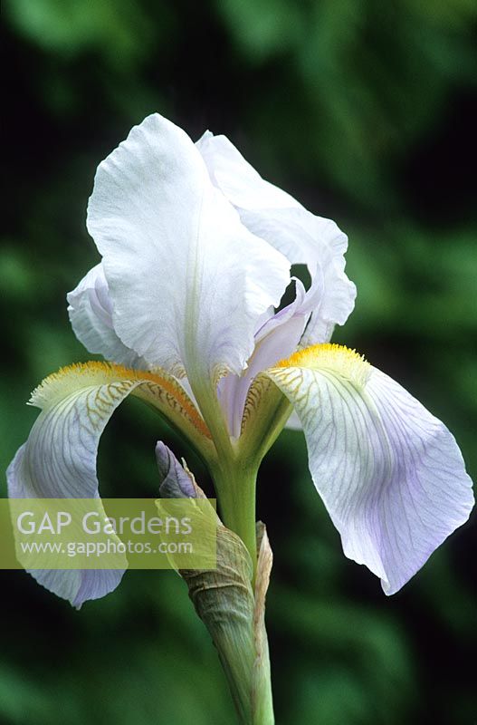 Iris 'Florentina', Bearded iris