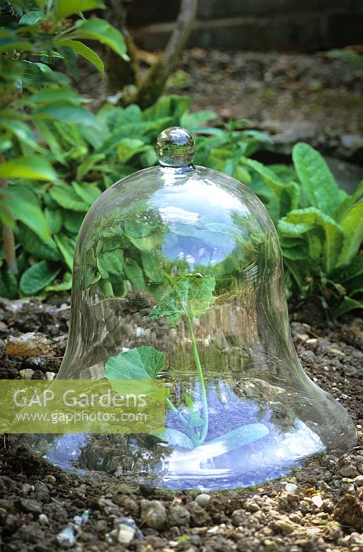Glass bell cloche protecting young courgette plant.