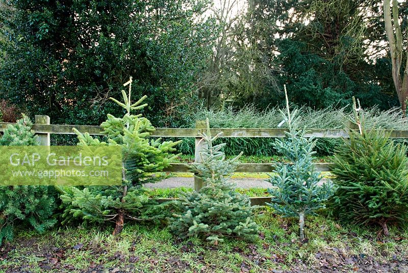 Selection of Christmas trees for sale