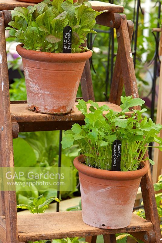 Mustard leaf Red Zest and Namenia Turnip Top Greens growing in terracotta plant pots on old step ladder