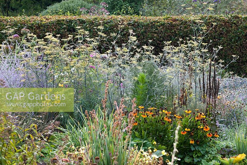 The old potager garden with mixed perennials including Helenium and Fennel - Penpergwm Lodge, Monmouthshire. Autumn. 