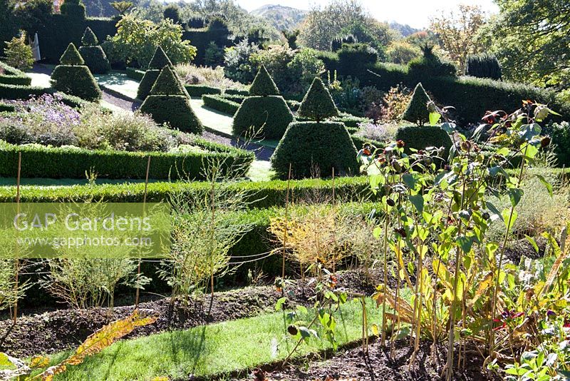 Formal garden with Yew topiary pyramids. Gillian Archer's garden, Perrycroft, Worcestershire, autumn. 