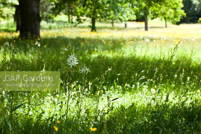 Wildflower meadows with Camassia Leichtlinii 'Alba' at RHS garden Rosemoor, Devon 
