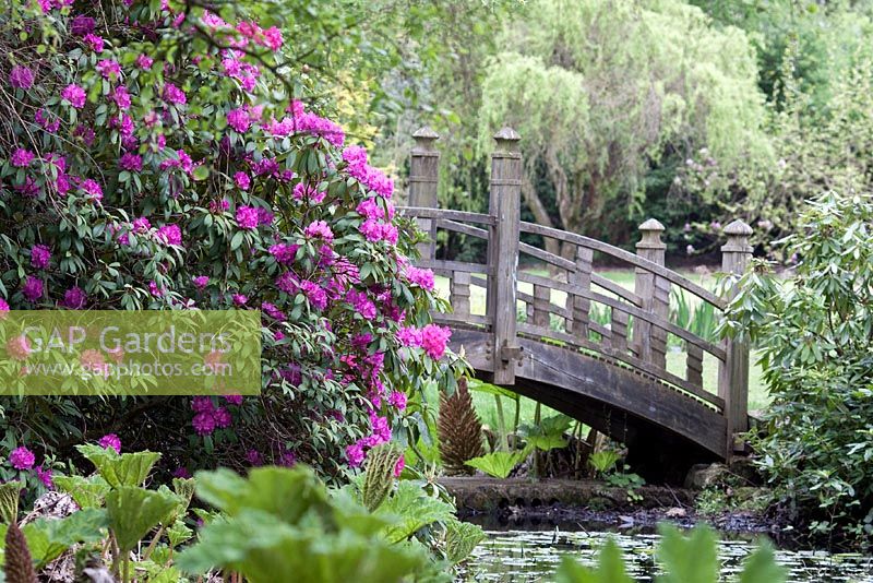 Wooden bridge and Rhododendron - Winterbourne Botanic Garden
