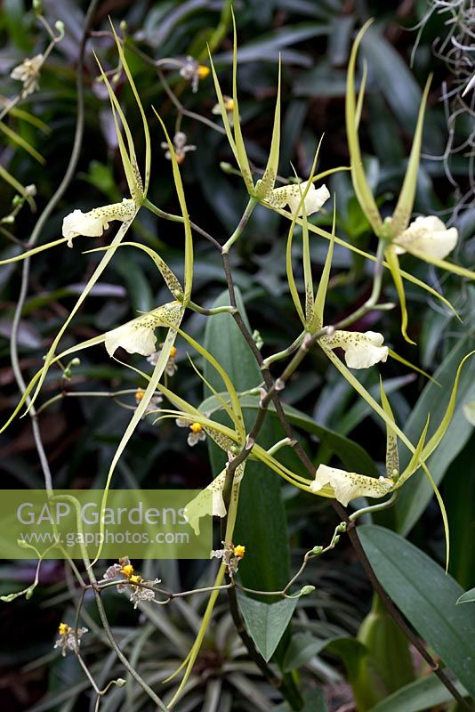 Brassia verrucosa 'Grandiflora'