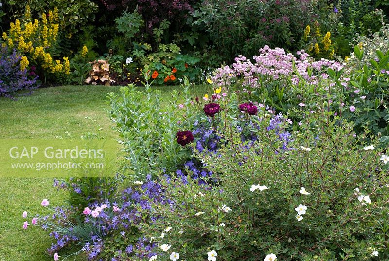 Plants in a cottage garden including Helianthemum, Campanula, Rosa 'Tuscany Superb', Astrantia major, Lysimachia punctata and Dianthus