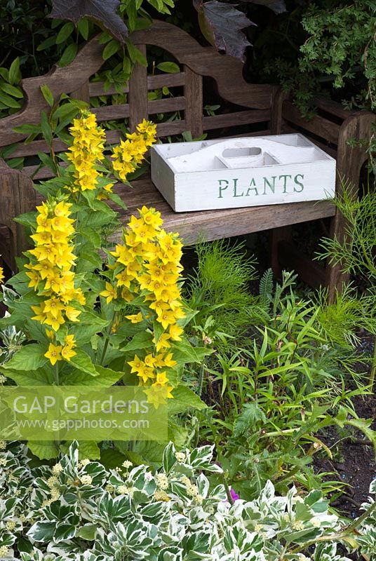 Old wooden plant tray on a bench with Lysimachia punctata  - Dunromin, Somerset 
 