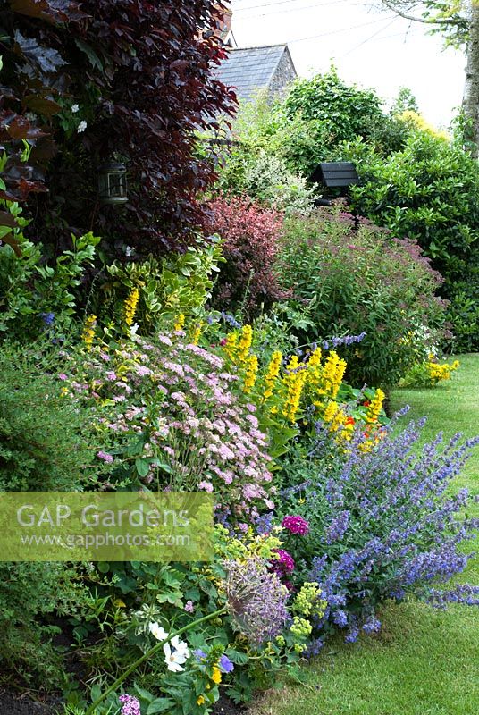 Cottage border with Nepeta - Catmint, Lysimachia punctata, Alchemilla mollis and Spirea japonica - Dunromin, Somerset