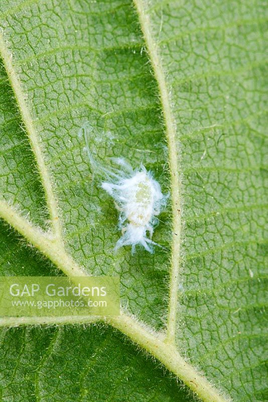 Psyllid or plant liceon sycamore leafPlant sucking bug, a common garden pest