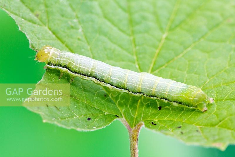 Orthosia gothica - Hebrew Character moth larva on Sycamore leaf