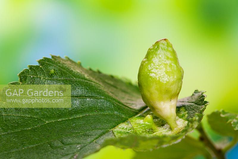 Tetraneura ulmi - Plant gall on Ulmus glabra - wych elm