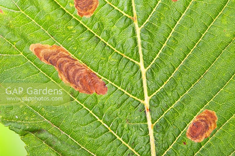Horse Chestnut Leaf-miner mines on Cameraria ohridella - horse chestnut leaf