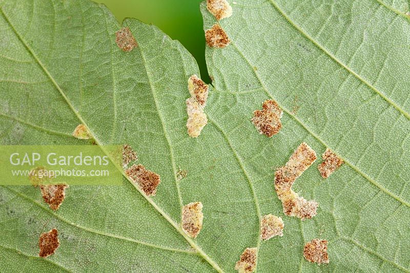 Felt Gall caused by mite Aceria pseudoplatani on sycamore leaf