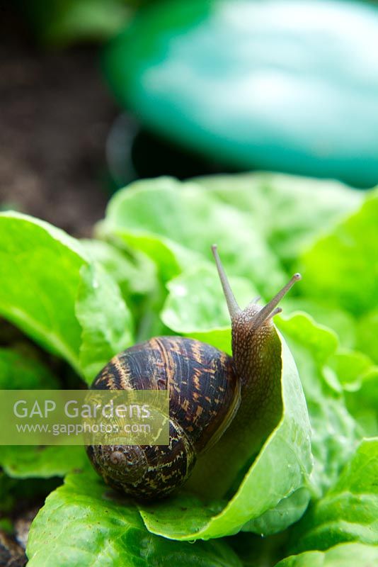 Garden snail Helix aspersa on lettuce near snail and slug trap
