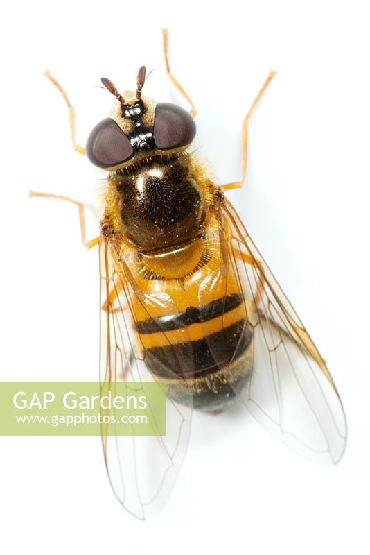 Hoverfly on white background 