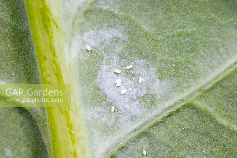 Aleyrodes proletellaon - Cabbage whitefly with eggs on purple sprouting broccoli leaf