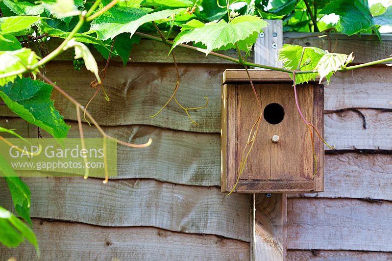 Bird nest box on fence in garden