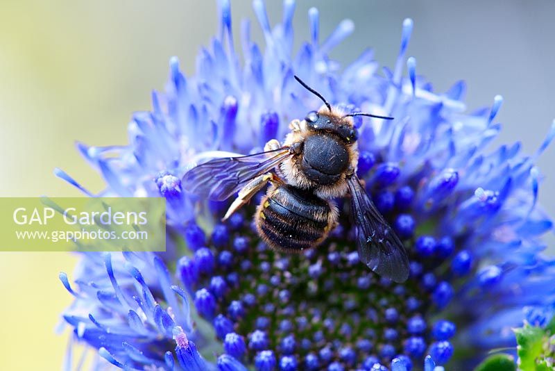 Anthidium manicatum - European wool carder bee on Jasione laevis 'Blaulicht' 'Blue Light' 