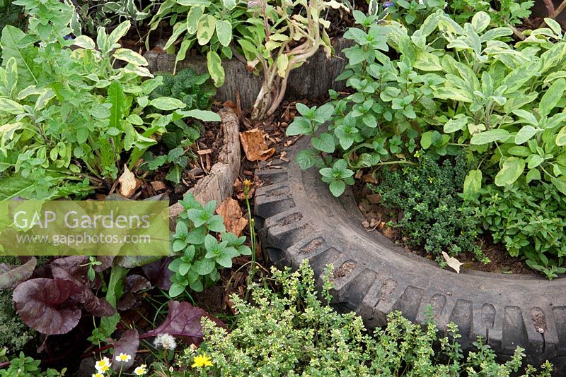 Herbs planted in old car tyres 