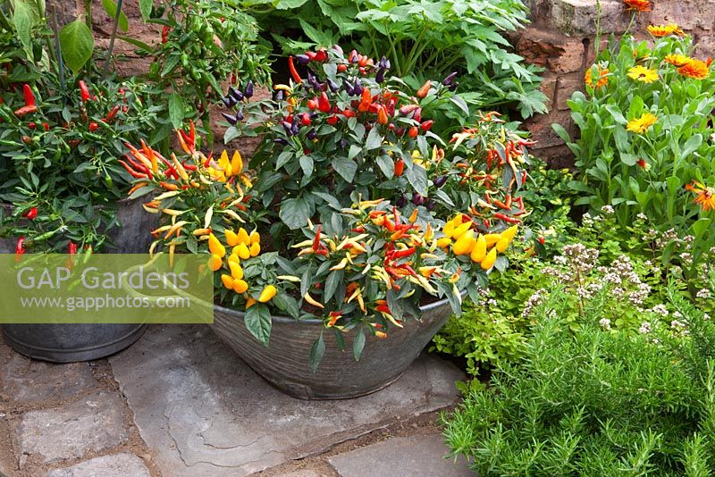 Chillies and herbs in containers 