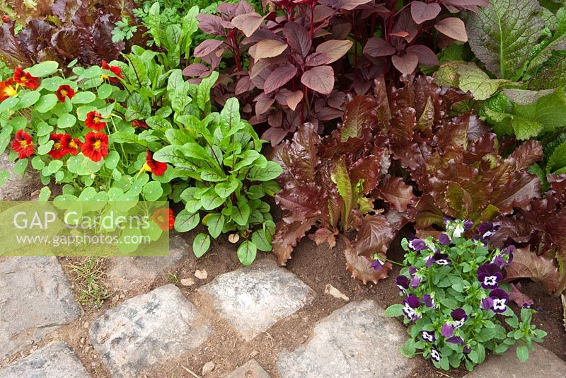 Border of herbs by stone path 