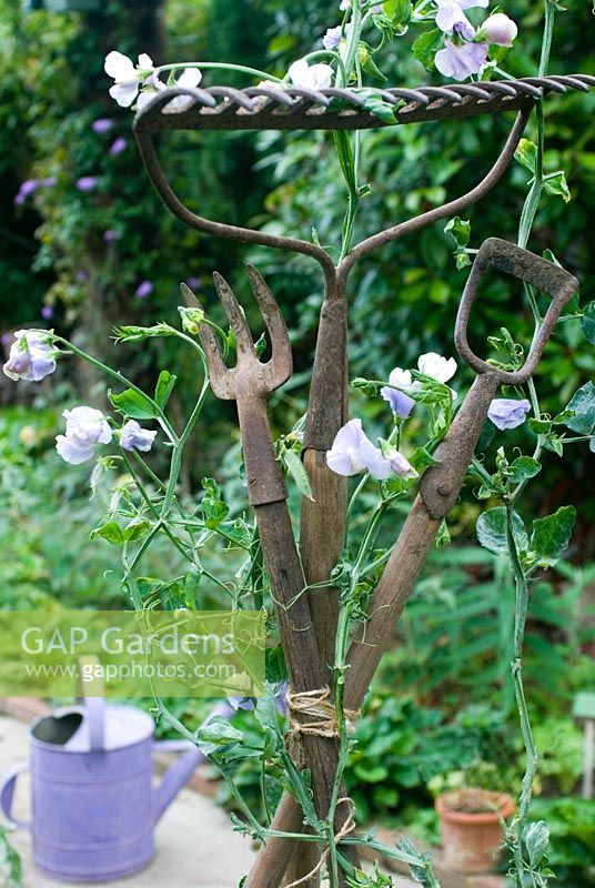 Lathyrus - Sweet pea 'Chatsworth' climbing up old garden rake and dutch hoe