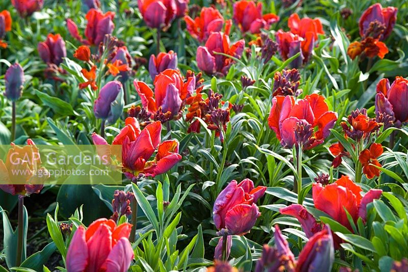 Tulipa 'Rococo' with Erysimum 'Fire King' 
