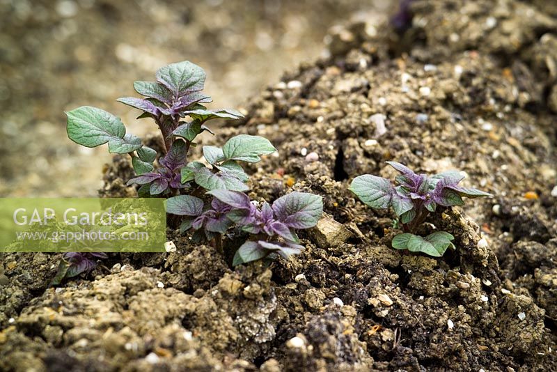 Solanum tuberosum - Emerging shoots of Potato 'Red Duke of York' pushing up through the earth  
