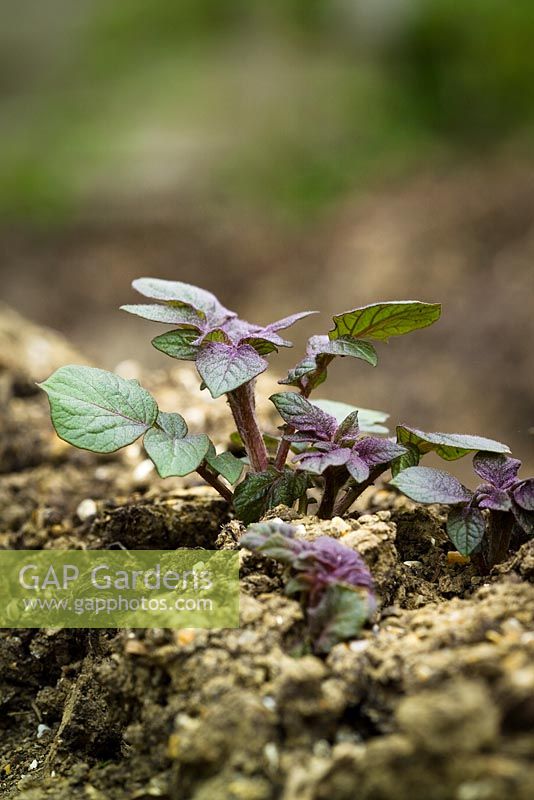 Emerging shoots of Potato 'Red Duke of York' pushing up through the earth - Solanum tuberosum