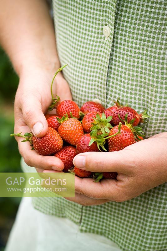 Handful of strawberries - Strawberry 'Florence' - Fragaria