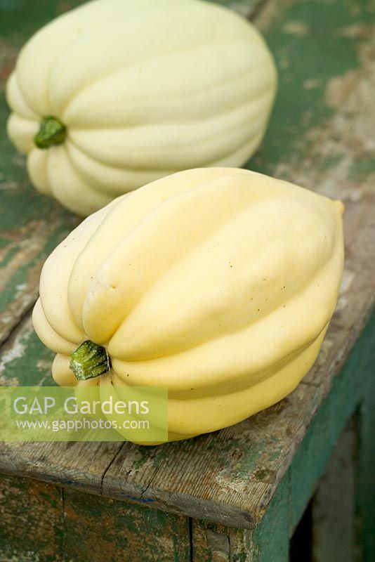 Pumpkin 'Swan White' - Acorn squash. Cucurbita