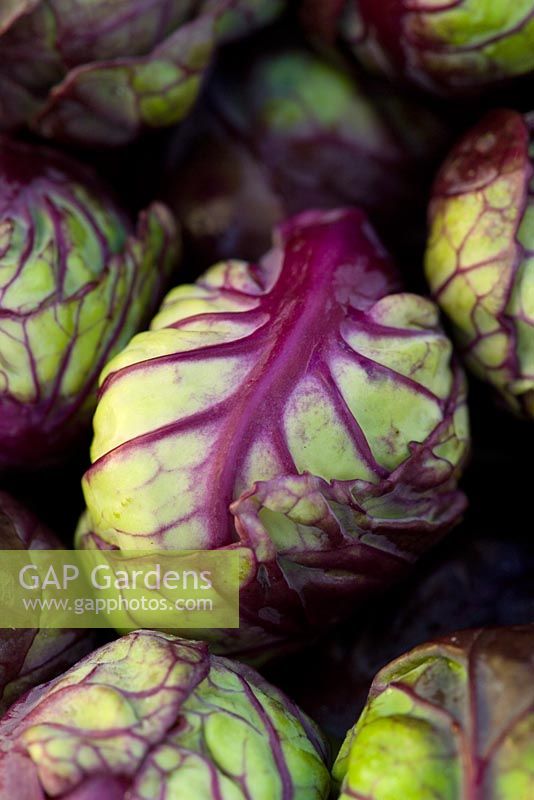 Purple Brussel sprouts - 'Red Rubine'