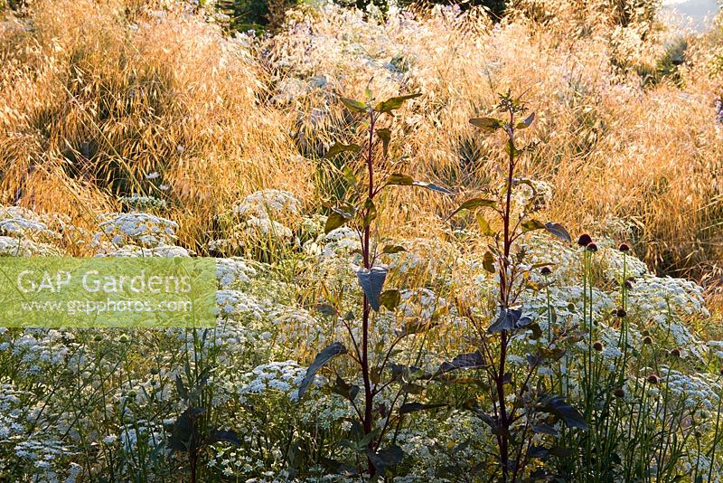 Ammi majus with Atriplex hortensis and Stipa gigantea at Perch Hill. Giant feather grass, Golden oats
