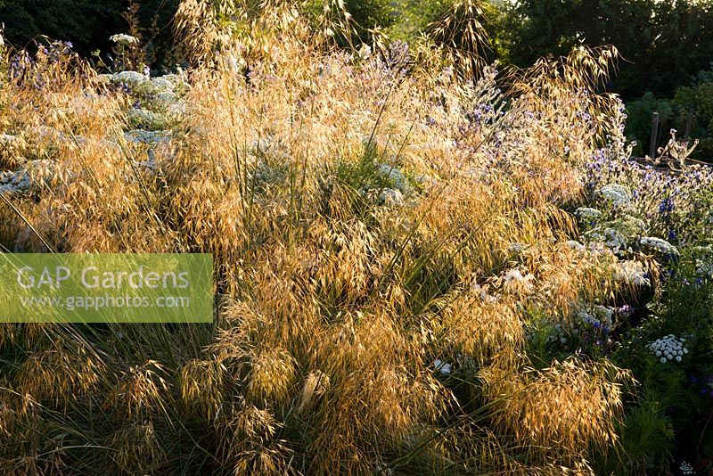Backlit Stipa gigantea in the cutting garden at Perch Hill.  Giant feather grass, Golden oats