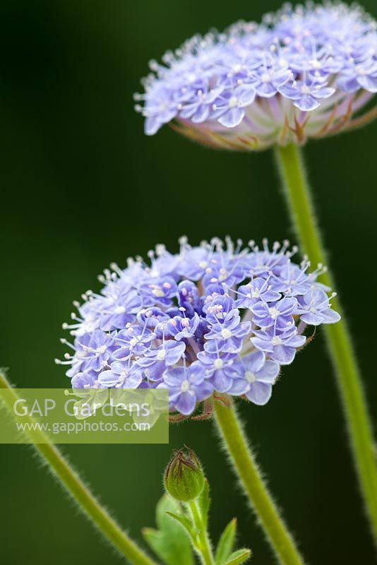 Didiscus 'Blue Lace' syn. Trachymene 'Blue Lace'