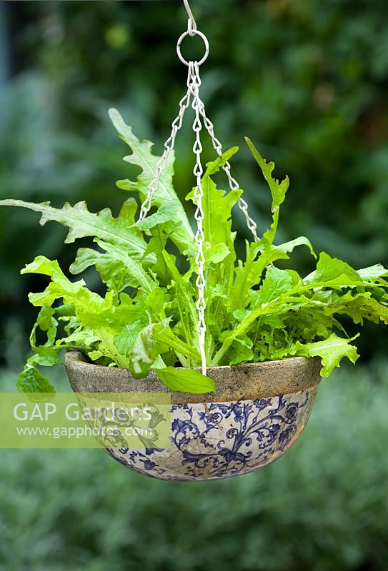 Salad in a ceramic hanging basket