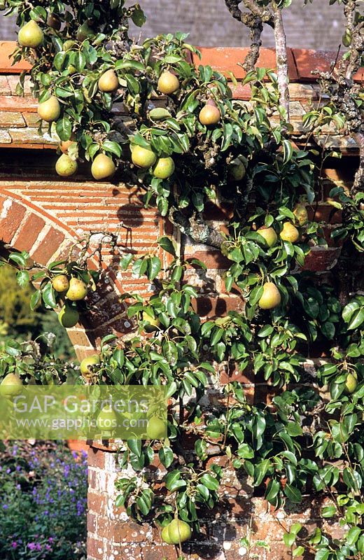Pyrus  'Doyenne du Comice' - Pears, trained over a brick arch at Great Dixter
