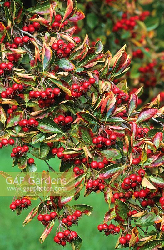 The berries of Crataegus persimilis 'Prunifolia' - Hawthorn