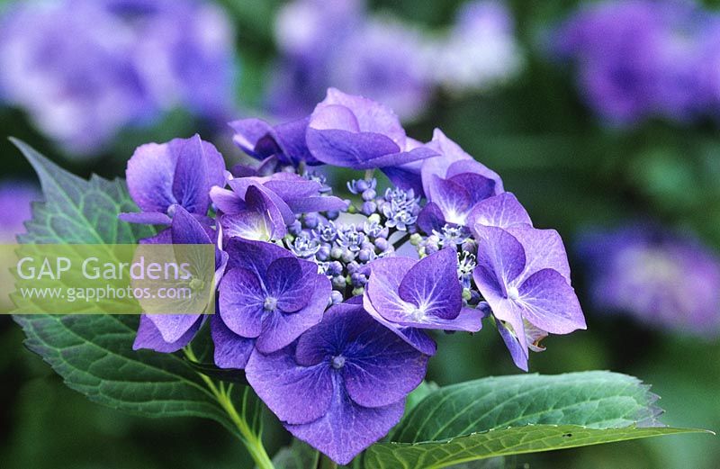 Hydrangea macrophylla 'Blaumeise' - also known as H. m.  'Blue Tit', 'Blue Sky' or 'Teller Blue'
