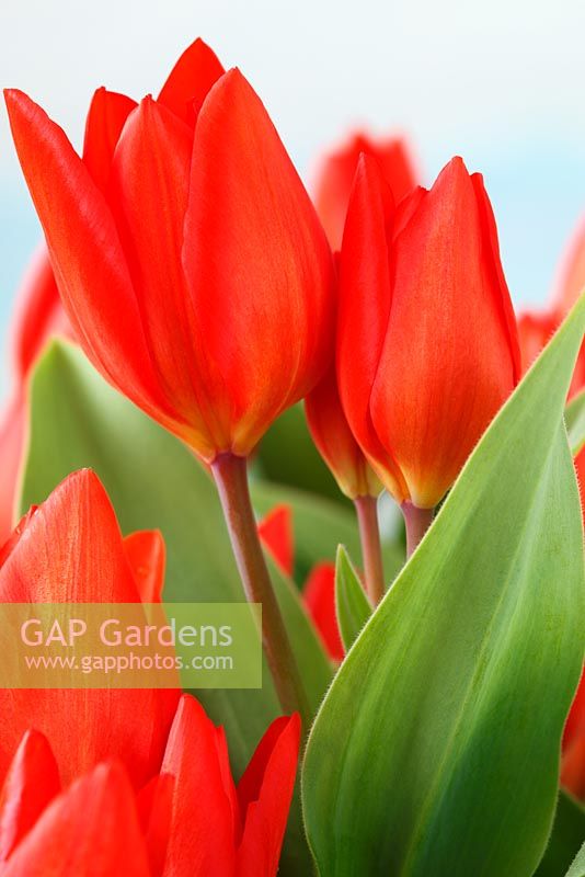 Tulipa praestans 'Fusilier' AGM - Tulip, April
