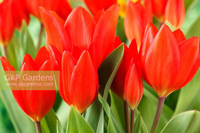 Tulipa praestans 'Fusilier' AGM - Tulip, April
