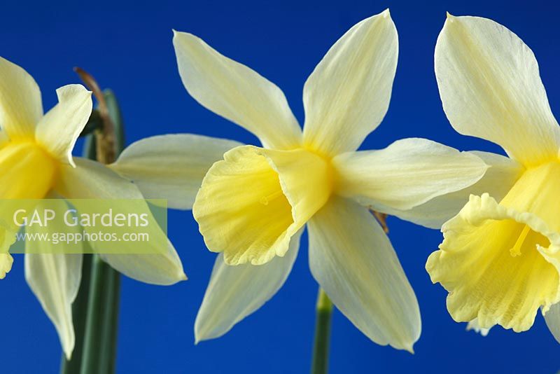 Narcissus x taitii - Daffodil Div 13 species , April