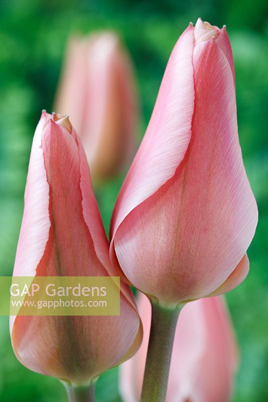 Tulipa 'Albert Heijn' - Tulip, Fosteriana Group, April