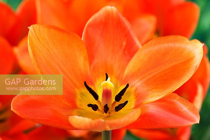Tulipa 'Orange Emperor' AGM - Tulip, Fosteriana Group April 