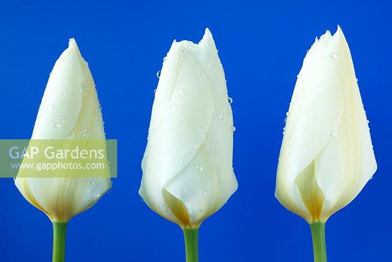 Tulipa 'Purissima' AGM - Tulip, Fosteriana Group, April
