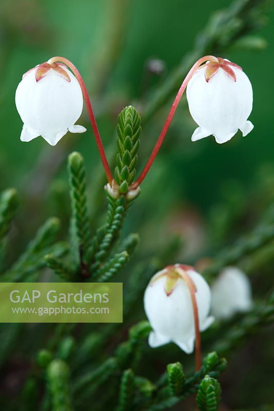 Cassiope mertensiana  White heather  April