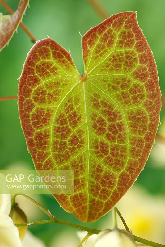Epimedium x versicolor  'Neosulphureum'  Barrenwort  Bishop's Mitre  Leaf  April