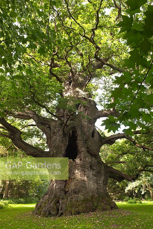 Quercus robur - Majesty Fredville Oak, Nonington, Kent England. English oldest largest tree , September 